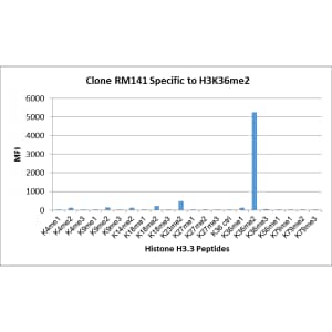 Multiplex Immunoassay: Histone H3 [Dimethyl Lys36] Antibody (RM141) - Azide and BSA Free [NBP3-25987] - RM141 specifically reacts to Histone H3 dimethylated at Lysine 36 (K36me2). No cross reactivity with non-modified Lysine 36 (K36 Ctrl), monomethylated Lysine 36 (K36me1), trimethylated Lysine 36 (K36me3), or other methylations in Histone H3.