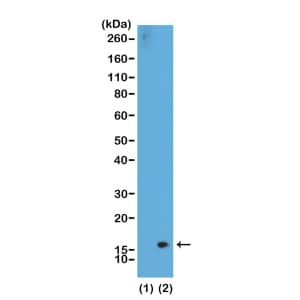 Western Blot: Histone H3 [Dimethyl Lys36] Antibody (RM141) - Azide and BSA Free [NBP3-25987] - Western Blot of recombinant histone H3.3 (1) and acid extracts of HeLa cells (2), using RM141 at 0. 5 ug/mL, showed a band of histone H3 dimethylated at Lysine 36 in HeLa cells.