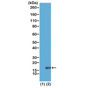 Western Blot: Histone H3 [Trimethyl Lys36] Antibody (RM155) - Azide and BSA Free [NBP3-25988] - Western Blot of recombinant histone H3.3 (1) and acid extracts of HeLa cells (2), using RM155 at 2 ug/mL.