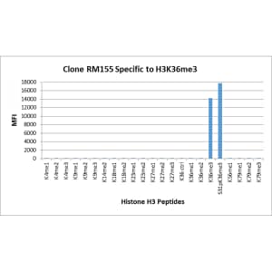 Multiplex Immunoassay: Histone H3 [Trimethyl Lys36] Antibody (RM155) - Azide and BSA Free [NBP3-25988] - RM155 specifically reacts to Histone H3 trimethylated at Lysine 36 (K36me3). No cross reactivity with non-modified Lysine 36 (K36 Ctrl), monomethylated Lysine 36 (K36me1) or dimethylated Lysine 36 (K36me2), or other methylations in Histone H3.