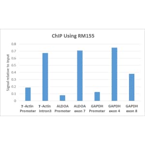 Chromatin Immunoprecipitation: Histone H3 [Trimethyl Lys36] Antibody (RM155) - Azide and BSA Free [NBP3-25988] - ChIP performed on HeLa cells using RM155, 5ug. Real-time PCR was performed using primers specific to the gene indicated.