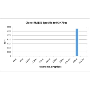 Multiplex Immunoassay: Histone H3 [ac Lys79] Antibody (RM156) - Azide and BSA Free [NBP3-25990] - RM156 specifically reacts to Histone H3 acetylated at Lysine 79 (K79ac). No cross reactivity with acetylated Lysine 4 (K4ac), Lysine 9 (K9ac), Lysine 14 (K14ac), Lysine 18 (K18ac), Lysine 23 (K23ac), Lysine 27 (K27ac), Lysine 36 (K36ac), Lysine 56 (K56ac), or Lysine 122 (K122) in Histone H3.