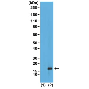 Western Blot: Histone H3 [Monomethyl Lys79] Antibody (RM147) - Azide and BSA Free [NBP3-25991] - Western Blot of recombinant histone H3.3 (1) and acid extracts of HeLa cells (2), using RM147 at 0.5 ug/mL.