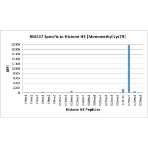 Multiplex Immunoassay: Histone H3 [Monomethyl Lys79] Antibody (RM147) - Azide and BSA Free [NBP3-25991] - RM147 specifically reacts to Histone H3 monomethylated at Lysine 79. No cross reactivity with dimethylated Lysine 79 or trimethylated Lysine 79, or other methylations in histone H3.