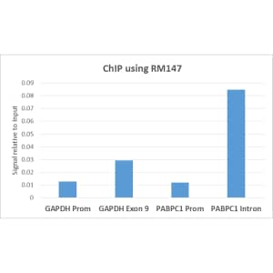 Chromatin Immunoprecipitation: Histone H3 [Monomethyl Lys79] Antibody (RM147) [NBP3-25991] - ChIP performed on HeLa cells using RM147. Real-time PCR was performed using primers specific to the gene indicated.
