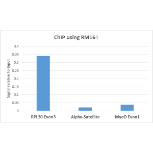 Chromatin Immunoprecipitation: Histone H3 [ac Lys9] Antibody (RM161) - Azide and BSA Free [NBP3-25994] - ChIP performed on HeLa cells using Clone RM161 (5ug). Real-time PCR was performed using primers specific to the gene indicated.