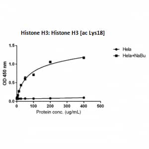 Sandwich ELISA: Histone H3 [ac Lys18] Antibody (RM166) - Azide and BSA Free [NBP3-25995] - Sandwich ELISA against acetylated histone H3 at Lys 18 using HeLa whole cell lysate, treated or untreated with Sodium Butyrate. Using an anti-Histone H3 (1 ug/mL) as the capture antibody and biotinylated clone RM166 (2 ug/mL) as the detection antibody.