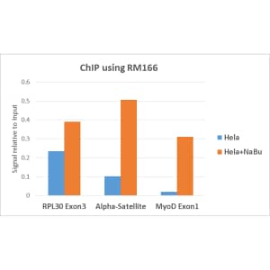 Chromatin Immunoprecipitation: Histone H3 [ac Lys18] Antibody (RM166) - Azide and BSA Free [NBP3-25995] - ChIP performed on HeLa cells with or without Sodium Butyrate treatment, using Clone RM166 (5ug). Real-time PCR was performed using primers specific to the gene indicated.