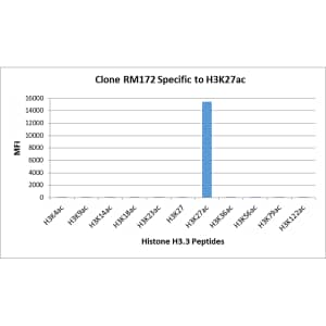 Multiplex Immunoassay: Histone H3 [ac Lys27] Antibody (RM172) - Azide and BSA Free [NBP3-25996] - RM172 specifically reacts to Histone H3 acetylated at Lysine 27. No cross reactivity with acetylated Lysine 4, Lysine 9, Lysine 14, Lysine 18, Lysine 23, Lysine 36, Lysine 56, lysine 79, or Lysine 122 in histone H3.