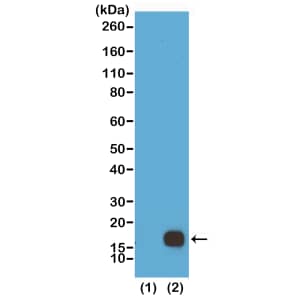 Western Blot: Histone H3 [Dimethyl Lys9] Antibody (RM151) - Azide and BSA Free [NBP3-25998] - Western Blot of recombinant histone H3.3 (1) and acid extracts of HeLa cells (2), using RM151 at 0.5 ug/mL, showed a band of histone H3 dimethylated at Lysine 9 in HeLa cells.