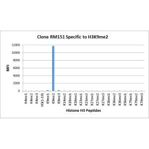 Multiplex Immunoassay: Histone H3 [Dimethyl Lys9] Antibody (RM151) - Azide and BSA Free [NBP3-25998] - RM151 specifically reacts to Histone H3 dimethylated at Lysine 9 (K9me2). No cross reactivity with non-modified Lysine 9 (H3 1-19), monomethylated Lysine 9 (K9me1), trimethylated Lysine 9 (K9me3), or other methylations in Histone H3.