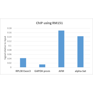 Chromatin Immunoprecipitation: Histone H3 [Dimethyl Lys9] Antibody (RM151) - Azide and BSA Free [NBP3-25998] - ChIP performed on HeLa cells using Clone RM151 (5ug). Real-time PCR was performed using primers specific to the gene indicated.