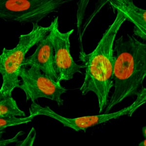 Immunocytochemistry/ Immunofluorescence: Histone H3 [Monomethyl Lys9] Antibody (RM150) - Azide and BSA Free [NBP3-26001] - Immunocytochemistry of HeLa cells, using Clone RM150 (red). Actin filaments have been labeled with fluorescein phalloidin (green).