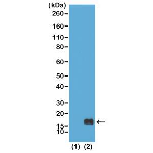 Western Blot: Histone H3 [Monomethyl Lys9] Antibody (RM150) - Azide and BSA Free [NBP3-26001] - Western Blot of recombinant histone H3.3 (1) and acid extracts of HeLa cells (2), using RM150 at 0. 5 ug/mL, showed a band of histone H3 monomethylated at Lysine 9 in HeLa cells.