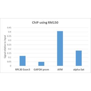 Chromatin Immunoprecipitation: Histone H3 [Monomethyl Lys9] Antibody (RM150) - Azide and BSA Free [NBP3-26001] - ChIP performed on HeLa cells using Clone RM150 (5ug). Real-time PCR was performed using primers specific to the gene indicated.