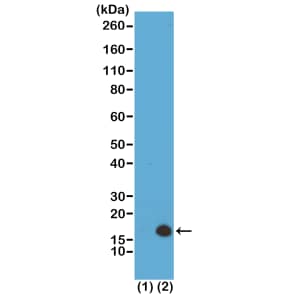 Western Blot: Histone H3 [Trimethyl Lys79] Antibody (RM157) - Azide and BSA Free [NBP3-26002] - Western Blot of recombinant Histone H3.3 (1) and acid extracts of HeLa cells (2), using RM157 at 0.5 ug/mL, showed a band of Histone H3 trimethylated at Lysine 79 in HeLa cells.