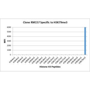 Multiplex Immunoassay: Histone H3 [Trimethyl Lys79] Antibody (RM157) - Azide and BSA Free [NBP3-26002] - RM157 specifically reacts to Histone H3 trimethylated at Lysine 79 (K79me3). No cross reactivity with other methylated lysines in Histone H3.