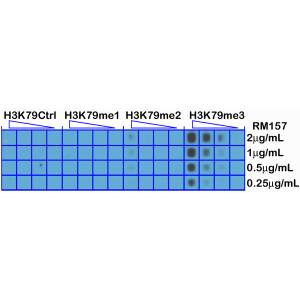 Dot Blot: Histone H3 [Trimethyl Lys79] Antibody (RM157) - Azide and BSA Free [NBP3-26002] - A Peptide dotblot shows RM157 reacts only to Histone H3 trimethyl-Lysine 79 (K79me3). No cross reactivity with nonmodified Lysine 79 (H3K79Ctrl), monomethylated Lysine 79 (K79me1) or dimethylated Lysine 79 (K79me2).