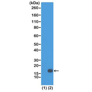 Western Blot: Histone H3 [Dimethyl Lys18] Antibody (RM168) - Azide and BSA Free [NBP3-26003] - Western Blot of recombinant Histone H3.3 (1) and acid extracts of HeLa cells (2), using RM168 at 0.5 ug/mL, showed a band of Histone H3 dimethylated at Lysine 18 in HeLa cells.
