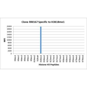 Multiplex Immunoassay: Histone H3 [Monomethyl Lys18] Antibody (RM167) - Azide and BSA Free [NBP3-26004] - RM167 specifically reacts to Histone H3 monomethylated at Lysine 18. No cross reactivity with nonmodified Lysine 18 or dimethylated Lysine 18