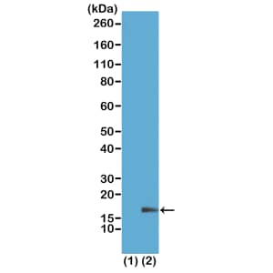 Western Blot: Histone H3 [Monomethyl Lys18] Antibody (RM167) - Azide and BSA Free [NBP3-26004] - Western Blot of recombinant Histone H3.3 (1) and acid extracts of HeLa cells (2), using RM167 at 1 ug/mL, showed a band of Histone H3 monomethylated at Lysine 18 in HeLa cells.