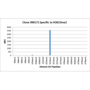 Multiplex Immunoassay: Histone H3 [Dimethyl Lys23] Antibody (RM171) - Azide and BSA Free [NBP3-26005] - RM171 specifically reacts to Histone H3 dimethylated at Lysine 23 (K23me2). No cross reactivity with other methylated lysines in Histone H3.
