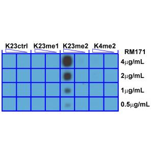 Dot Blot: Histone H3 [Dimethyl Lys23] Antibody (RM171) - Azide and BSA Free [NBP3-26005] - A peptide dotblot shows RM171 reacts only to Histone H3 Dimethyl-Lysine 23 (K23me2). No cross reactivity with nonmodified Lysine 23 (K23Ctrl), monomethylated Lysine 23 (K23me1), or dimethylated Lysine 4 (K4me2).