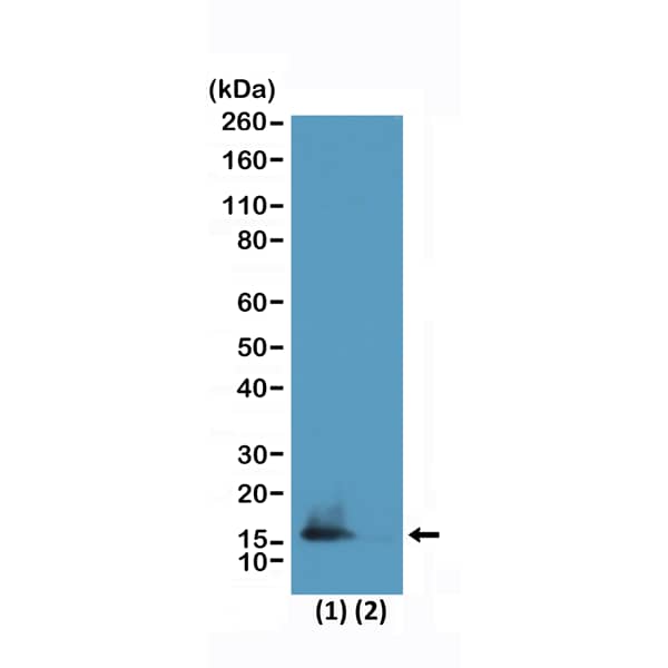 Western Blot: Histone H3 [ac Lys14] Antibody (RM322) - Azide and BSA Free [NBP3-26006] - Western Blot of HeLa cells (1) and recombinant histone H3.3 (2) using RM322 at 0.5 ug/mL.