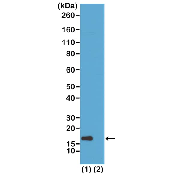 Western Blot: Histone H3 [ac Lys56] Antibody (RM179) - Azide and BSA Free [NBP3-26007] - Western Blot of (1) acid extracts of HeLa cells treated with sodium butyrate and (2) recombinant Histone H3.3, using RM179 at 1 ug/mL, showed a band of Histone H3 acetylated at Lysine 56 in treated HeLa.