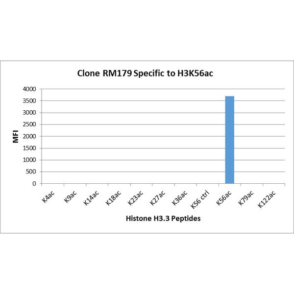 Multiplex Immunoassay: Histone H3 [ac Lys56] Antibody (RM179) - Azide and BSA Free [NBP3-26007] - RM179 specifically reacts to Histone H3 acetylated at Lysine 56 (K56ac). No cross reactivity with unmodified Lysine 56 (K56 ctrl), acetylated Lysine 4 (K4ac), Lysine 9 (K9ac), Lysine 14 (K14ac), Lysine 18 (K18ac), Lysine 23 (K23ac), Lysine 27 (K27ac), Lysine 36 (K36ac), lysine 79 (K79ac), or Lysine 122 (K122) in histone H3.