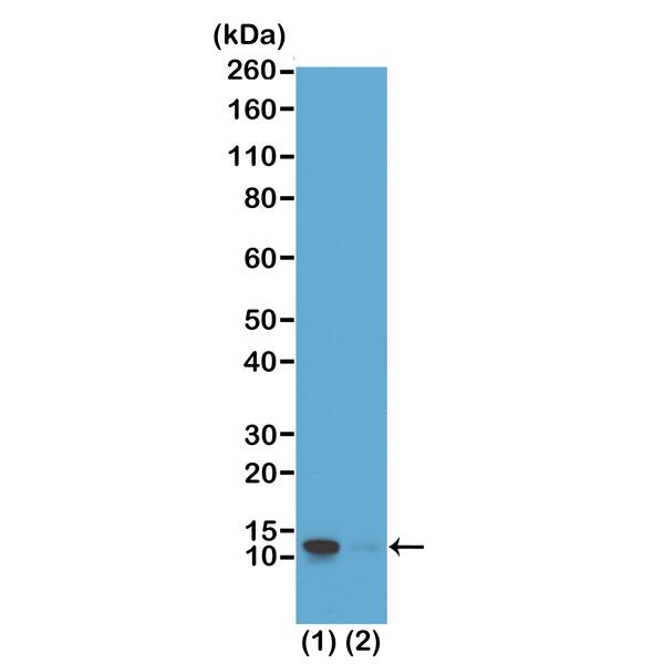 Western Blot: Histone H4 [p Ser1] Antibody (RM194) - Azide and BSA Free [NBP3-26008] - Western Blot of (1) acid extracts of HeLa cells; (2) recombinant Histone H4, using RM194 at 0.5 ug/mL, showed a band of Histone H4 phosphorylated at Serine 1 in HeLa cells.