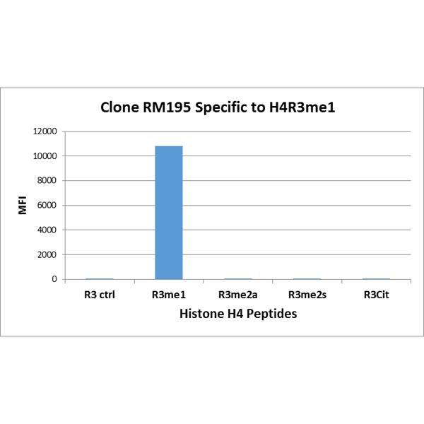 Multiplex Immunoassay: Histone H4 [Monomethyl Arg3] Antibody (RM195) - Azide and BSA Free [NBP3-26009] - RM195 specifically reacts to Histone H4 monomethylated at Arginine 3. No cross reactivity with unmodified Arg 3, asymmetric dimethylated Arg 3, symmetric dimethylated Arg 3, or citrullinated Arg 3 in Histone H4.