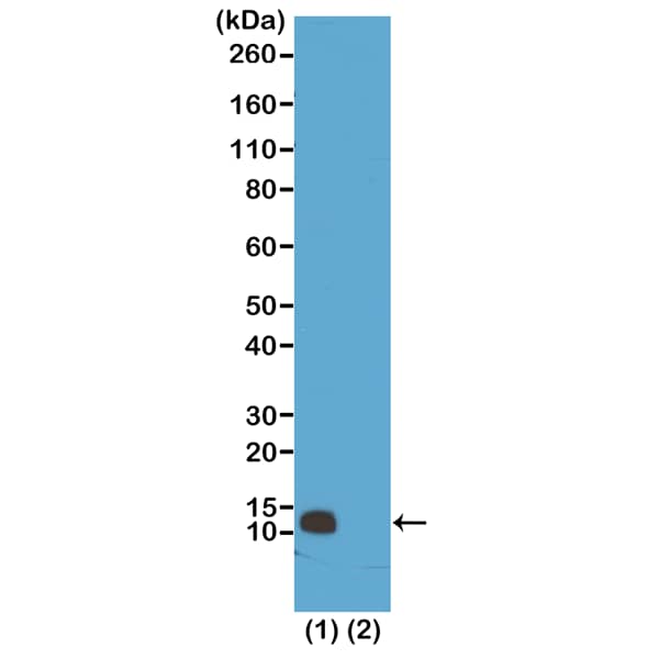 Western Blot: Histone H4 [Monomethyl Arg3] Antibody (RM195) - Azide and BSA Free [NBP3-26009] - Western Blot of (1) acid extracts of HeLa cells; (2) recombinant Histone H4, using Clone RM195 at 0.5 ug/mL, showed a band of Histone monomethylated at Arginine 3 in HeLa cells.