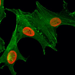 Immunocytochemistry/ Immunofluorescence: Histone H4 [ac Lys5] Antibody (RM199) - Azide and BSA Free [NBP3-26010] - Immunocytochemistry of HeLa cells treated with sodium butyrate, using Clone RM199 (red). Actin filaments have been labeled with fluorescein phalloidin (green).