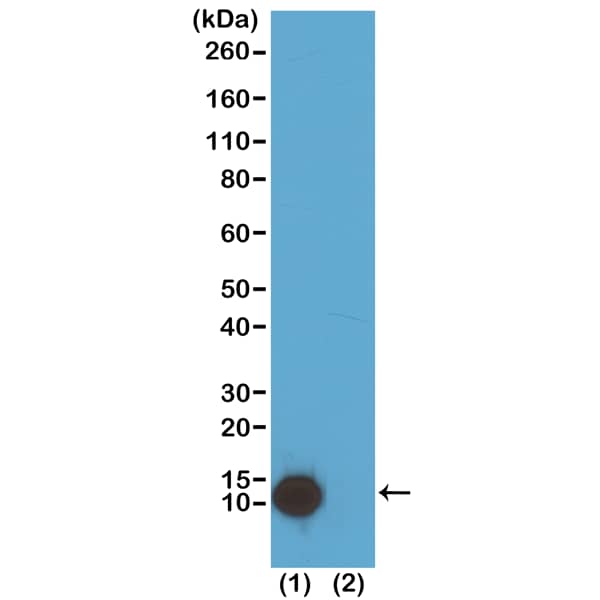 Western Blot: Histone H4 [ac Lys5] Antibody (RM199) - Azide and BSA Free [NBP3-26010] - Western Blot of (1) acid extracts of HeLa cells treated with sodium butyrate, and (2) recombinant Histone H4, using RM199 at 0.2 ug/mL, showed a band of Histone H4 acetylated at Lysine 5 in HeLa cells.