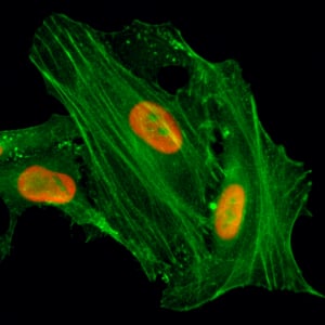 Immunocytochemistry/ Immunofluorescence: Histone H4 [ac Lys8] Antibody (RM201) - Azide and BSA Free [NBP3-26011] - Immunocytochemistry of HeLa cells treated with sodium butyrate, using Clone RM201 (red). Actin filaments have been labeled with fluorescein phalloidin (green).