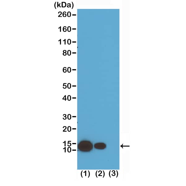 Western Blot: Histone H4 [ac Lys8] Antibody (RM201) - Azide and BSA Free [NBP3-26011] - Western Blot of (1) acid extracts of HeLa cells treated with sodium butyrate, (2) acid extracts of HeLa cells untreated, and (3) recombinant Histone H4, using RM201 at 0.5 ug/mL, showed a band of Histone H4 acetylated at Lysine 8 in HeLa cells.