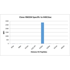 Multiplex Immunoassay: Histone H4 [ac Lys16] Antibody (RM204) - Azide and BSA Free [NBP3-26012] - RM204 specifically reacts to Histone H4 acetylated at Lysine 16 (K16ac). No cross reactivity with unmodified Lysine 16 (K16 ctrl), acetylated Lysine 5 (K5ac), Lysine 8 (K8ac), Lysine 12 (K12ac), Lysine 20 (K20ac), Lysine 31 (K31ac), or Lysine 91 (K91) in Histone H4.