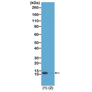 Western Blot: Histone H4 [ac Lys16] Antibody (RM204) - Azide and BSA Free [NBP3-26012] - Western Blot of acid extracts from: (1) HeLa cells treated with sodium butyrate; (2) HeLa cells untreated, using RM204 at 0.5 ug/mL, showed a band of Histone H4 acetylated at Lysine 16 in HeLa cells.