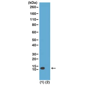 Western Blot: Histone H4 [ac Lys20] Antibody (RM205) - Azide and BSA Free [NBP3-26013] - Western Blot of (1) acid extracts of HeLa cells; (2) recombinant Histone H4, using Clone RM205 at 1 ug/mL, showed a band of Histone H4 acetylated at Lysine 20 in HeLa cells.