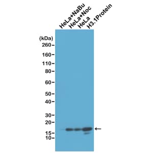 Western Blot: Histone H3 [Unmodified Lys4] Antibody (RM186) - Azide and BSA Free [NBP3-26014] - Western Blot of acid extracts of HeLa cells treated with sodium butyrate (HeLa+NaBu), treated with Nocodazole (HeLa+Noc), or non-treated; and recombinant Histone H3.1 protein, using RM186 at 1 ug/mL, showed a band of Histone H3 unmodified at Lys4.