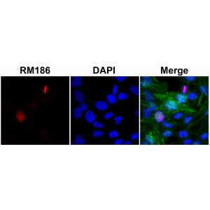 Immunocytochemistry/ Immunofluorescence: Histone H3 [Unmodified Lys4] Antibody (RM186) - Azide and BSA Free [NBP3-26014] - Immunocytochemical staining of HeLa cells using Clone RM186 (red). Actin filaments have been labeled with fluorescein phalloidin (green), and nuclei stained with DAPI (blue).