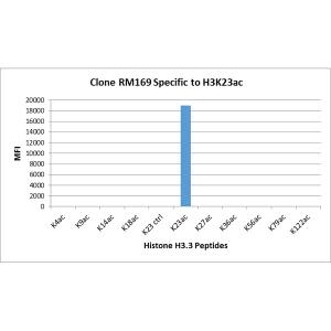 Multiplex Immunoassay: Histone H3 [ac Lys23] Antibody (RM169) - Azide and BSA Free [NBP3-26015] - RM169 specifically reacts to Histone H3 acetylated at Lysine 23. No cross reactivity with unmodified Lysine 23, acetylated Lysine 4, Lysine 9, Lysine 14, Lysine 18, Lysine 27, Lysine 36, Lysine 56, lysine 79, or Lysine 122 in histone H3.