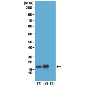 Western Blot: Histone H3 [ac Lys23] Antibody (RM169) - Azide and BSA Free [NBP3-26015] - Western Blot of acid extracts of HeLa cells non-treated (1) or treated with sodium butyrate (2), and recombinant Histone H3.3 (3), using Clone RM169 at 1 ug/mL.