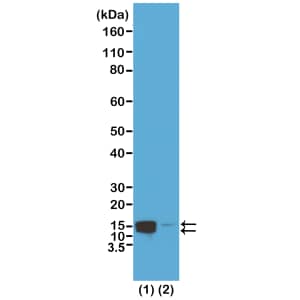 Western Blot: Histone H2AE [p Ser1] Antibody (RM216) - Azide and BSA Free [NBP3-26017] - Western Blot of acid extracts of HeLa cells treated (1) or non-treated (2) with Nocodazole, using RM216 at 0.5 ug/mL, showed both Histone H2A and H4 phosphorylated at Serine 1 in HeLa cells.