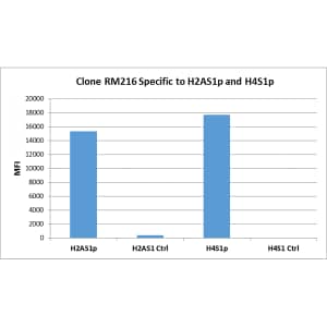 Multiplex Immunoassay: Histone H2AE [p Ser1] Antibody (RM216) - Azide and BSA Free [NBP3-26017] - RM216 specifically reacts to both Histone H2A and H4 phosphorylated at Serine 1 (H2AS1p and H4S1p).