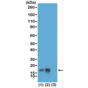Western Blot: Histone H3 [p Thr3] Antibody (RM159) - Azide and BSA Free [NBP3-26019] - Western Blot of acid extracts of HeLa cells non-treated (1) or treated (2) with Nocodazole, and recombinant Histone H3.3 (3), using RM159 at 0.1 ug/mL, showed a band of Histone H3 phosphorylated at threonine 3 in HeLa cells.