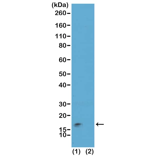Western Blot: Histone H3 [Trimethyl Lys9, p Ser10] Antibody (RM162) - Azide and BSA Free [NBP3-26022] - Western Blot of acid extracts of HeLa cells (1) and recombinant histone H3.3 (2), using RM162 at 0. 01 ug/mL, showed a band of histone H3 modified by both trimethylation at lysine 9 and phosphorylation at serine 10 in HeLa cells.