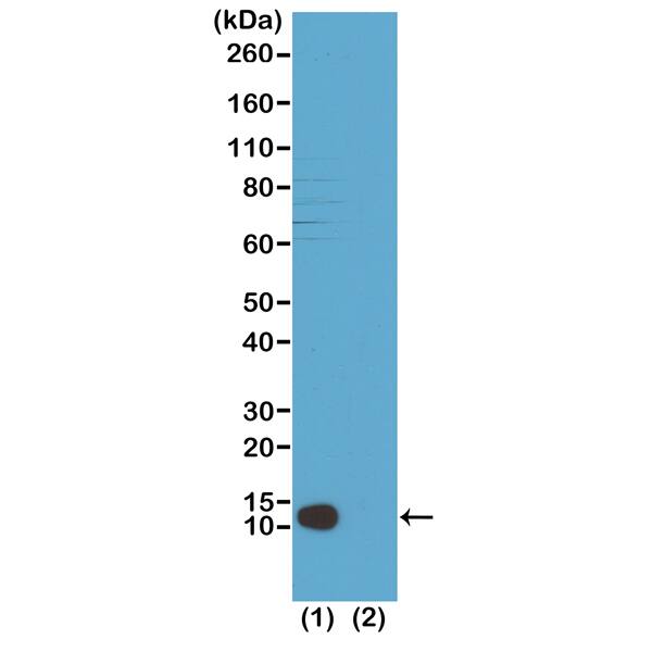 Western Blot: Histone H4 [Trimethyl Lys20] Antibody (RM208) - Azide and BSA Free [NBP3-26024] - Western Blot of acid extracts of HeLa cells (1) and recombinant Histone H4 (2), using RM208 at 1 ug/mL, showed a band of Histone H4 trimethylated at Lysine 20 in HeLa cells.