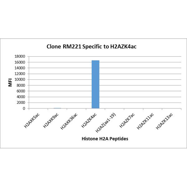 Multiplex Immunoassay: Histone H2A.Z [ac Lys4] Antibody (RM221) - Azide and BSA Free [NBP3-26025] - RM221 specifically reacts to Histone H2A.Z acetylated at Lysine 4. No cross reactivity with non-modified Lysine 4 or other acetylated Lysines in histone H2A.